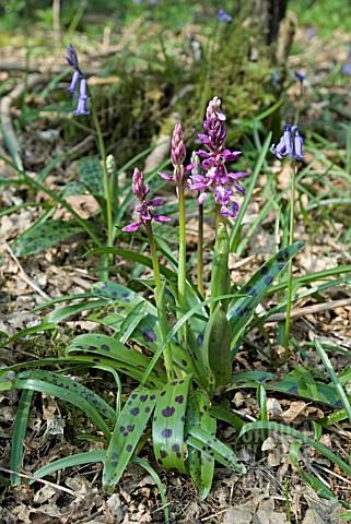 ORCHIS_MASCULA_EARLY_PURPLE_ORCHID