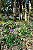 ORCHIS MASCULA; EARLY PURPLE ORCHID IN WOODLAND