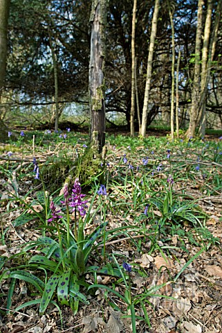 ORCHIS_MASCULA_EARLY_PURPLE_ORCHID_IN_WOODLAND