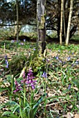 ORCHIS MASCULA; EARLY PURPLE ORCHID IN WOODLAND