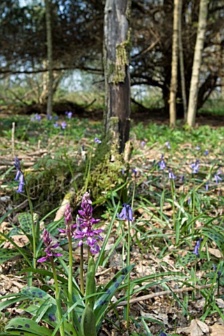 ORCHIS_MASCULA_EARLY_PURPLE_ORCHID_IN_WOODLAND