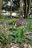 ORCHIS MASCULA; EARLY PURPLE ORCHID IN WOODLAND