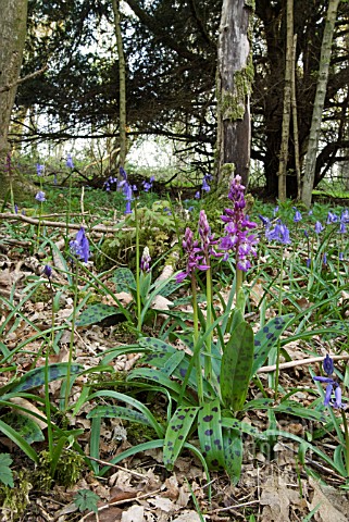 ORCHIS_MASCULA_EARLY_PURPLE_ORCHID_IN_WOODLAND