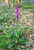 ORCHIS MASCULA; EARLY PURPLE ORCHID