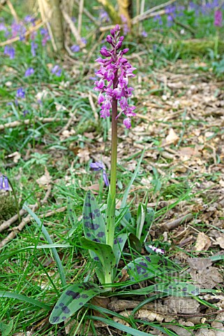 ORCHIS_MASCULA_EARLY_PURPLE_ORCHID