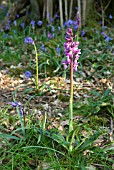 ORCHIS MASCULA; EARLY PURPLE ORCHID