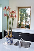 HIPPEASTRUM TANGO IN THE KITCHEN