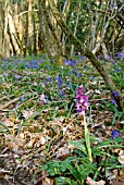 ORCHIS MASCULA; EARLY PURPLE ORCHID IN WOODLAND