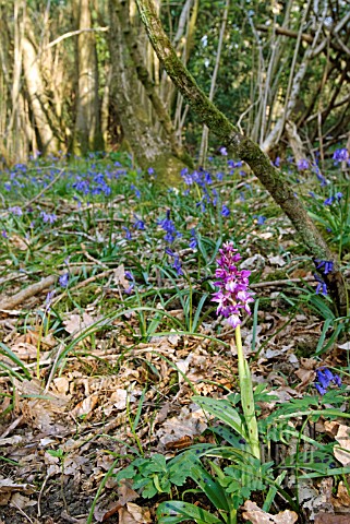 ORCHIS_MASCULA_EARLY_PURPLE_ORCHID_IN_WOODLAND