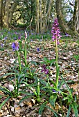 ORCHIS MASCULA; EARLY PURPLE ORCHID IN WOODLAND