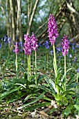 ORCHIS MASCULA; EARLY PURPLE ORCHID IN WOODLAND