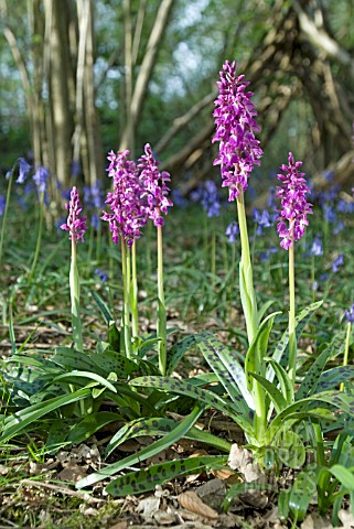 ORCHIS_MASCULA_EARLY_PURPLE_ORCHID_IN_WOODLAND
