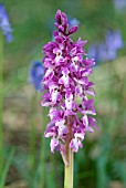 ORCHIS MASCULA; EARLY PURPLE ORCHID