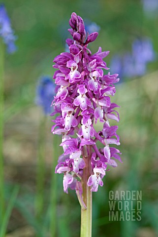 ORCHIS_MASCULA_EARLY_PURPLE_ORCHID