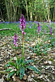 ORCHIS MASCULA; EARLY PURPLE ORCHIDS