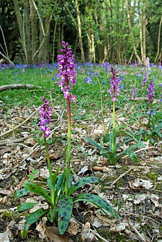 ORCHIS_MASCULA_EARLY_PURPLE_ORCHIDS