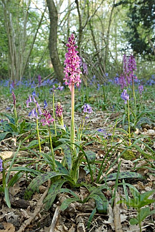 ORCHIS_MASCULA_EARLY_PURPLE_ORCHIDS
