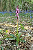 ORCHIS MASCULA; EARLY PURPLE ORCHID