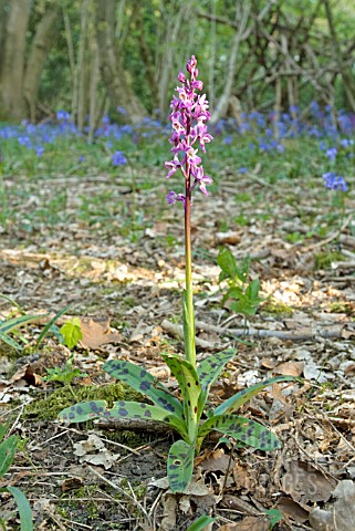 ORCHIS_MASCULA_EARLY_PURPLE_ORCHID