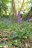 ORCHIS MASCULA; EARLY PURPLE ORCHID