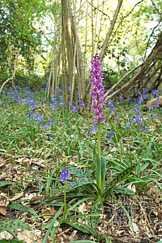 ORCHIS_MASCULA_EARLY_PURPLE_ORCHID
