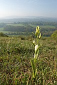 CEPHALANTHERA DAMASONIUM; WHITE HELLEBORINE ORCHID