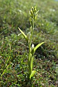 CEPHALANTHERA DAMASONIUM; WHITE HELLEBORINE ORCHID