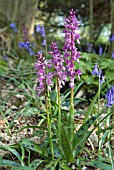 ORCHIS MASCULA; EARLY PURPLE ORCHIDS