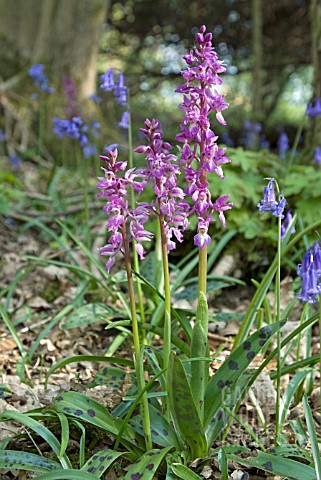 ORCHIS_MASCULA_EARLY_PURPLE_ORCHIDS