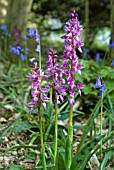 ORCHIS MASCULA; EARLY PURPLE ORCHIDS