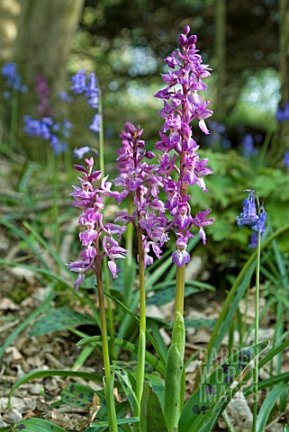 ORCHIS_MASCULA_EARLY_PURPLE_ORCHIDS