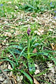 ORCHIS MASCULA; EARLY PURPLE ORCHID