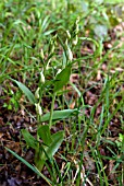 CEPHALANTHERA DAMASONIUM; WHITE HELLEBORINE ORCHID