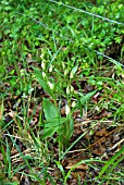 CEPHALANTHERA DAMASONIUM; WHITE HELLEBORINE ORCHID