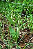 CEPHALANTHERA DAMASONIUM; WHITE HELLEBORINE ORCHID