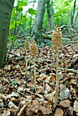 NEOTTIA NIDUS-AVIS; BIRDS-NEST ORCHID