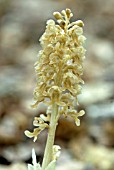 NEOTTIA NIDUS-AVIS; BIRDS-NEST ORCHID