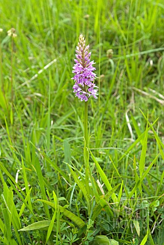 DACTYLORHIZA_FUCHSII_COMMON_SPOTTED_ORCHID_IN_GRASS