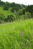 GYMNADENIA CONOPSEA; COMMON FRAGRANT ORCHID IN GRASS