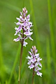 DACTYLORHIZA FUCHSII; COMMON SPOTTED ORCHID FLOWERS