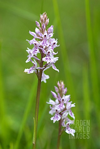 DACTYLORHIZA_FUCHSII_COMMON_SPOTTED_ORCHID_FLOWERS