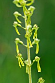 NEOTTIA OVATA; COMMON TWAYBLADE