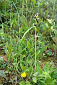 OPHRYS INSECTIFERA; FLY ORCHID