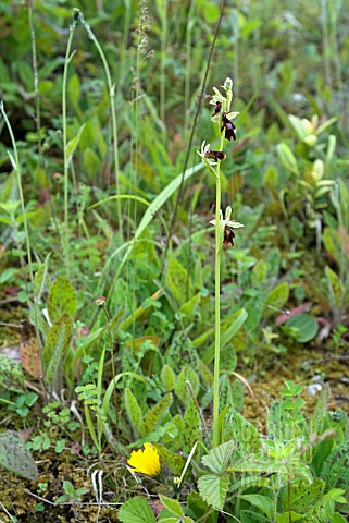 OPHRYS_INSECTIFERA_FLY_ORCHID