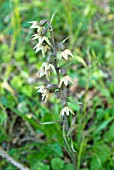 EPIPACTIS HELLEBORINE; BRITISH NATIVE BROAD-LEAVED HELLEBORINE ORCHID