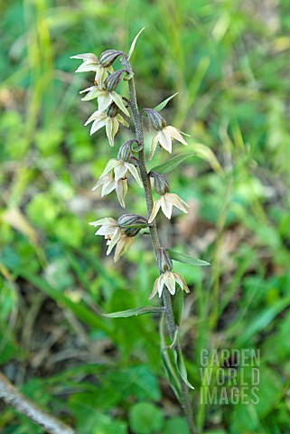 EPIPACTIS_HELLEBORINE_BRITISH_NATIVE_BROADLEAVED_HELLEBORINE_ORCHID