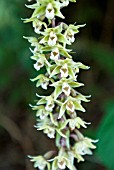 EPIPACTIS HELLEBORINE; BRITISH NATIVE BROAD-LEAVED HELLEBORINE ORCHID