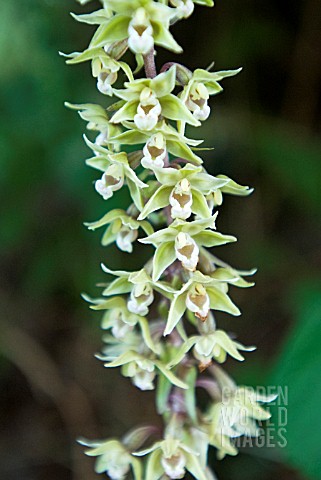 EPIPACTIS_HELLEBORINE_BRITISH_NATIVE_BROADLEAVED_HELLEBORINE_ORCHID