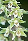 EPIPACTIS HELLEBORINE; BRITISH NATIVE BROAD-LEAVED HELLEBORINE ORCHID