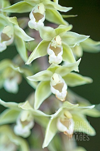 EPIPACTIS_HELLEBORINE_BRITISH_NATIVE_BROADLEAVED_HELLEBORINE_ORCHID